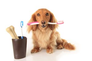 Limpieza dental en perros