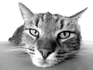 leucemia en gatos/disease-info-feline-infectious-diseases-feline-leukemia.aspx
